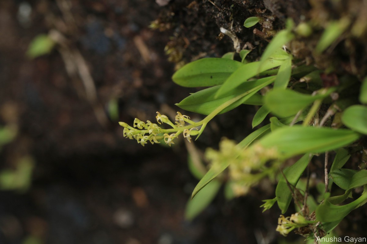 Liparis cespitosa (Lam.) Lindl.